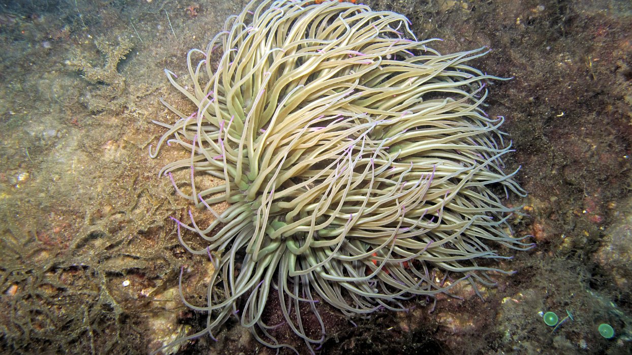 150 Anémone verte (Anemonia viridis).JPG - Anémone verte (Anemonia viridis) : Tentacules verdâtres, longs et fins avec l'extrémité souvent rose